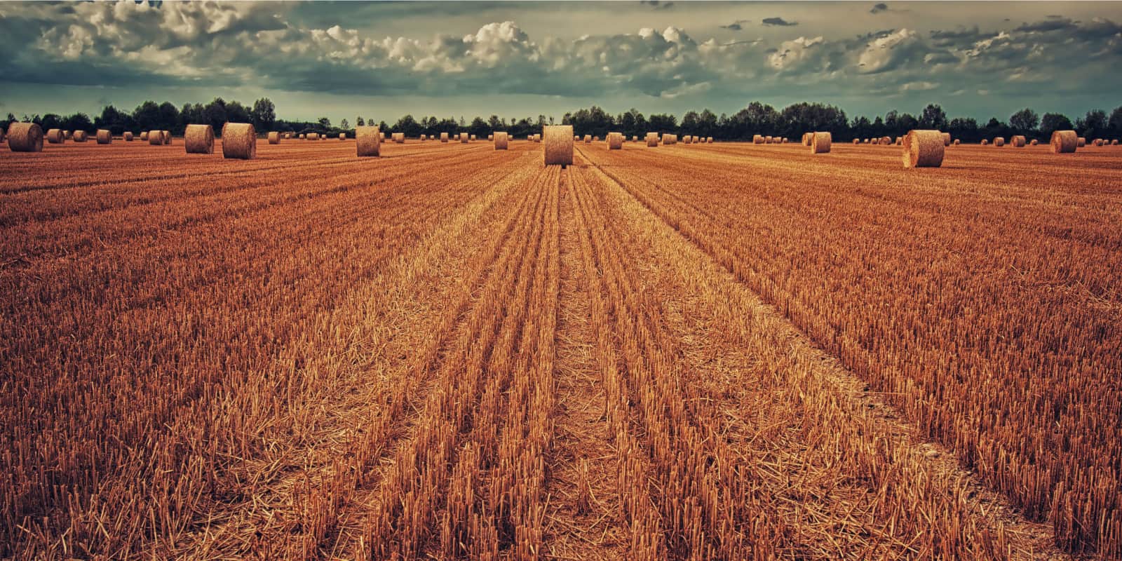 photo of a wheat field after harvest